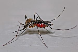 Bent u een muggenmagneet?